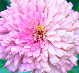 blooming pink flower Zinnia in the garden on a summer day