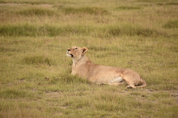 Fototapeta na wymiar Lioness Resting in Grass 4, Amboseli, Kenya