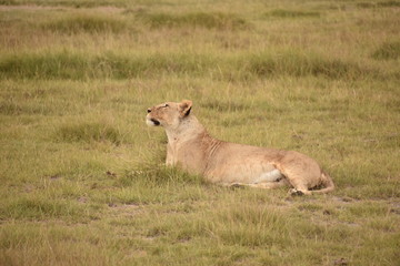 Fototapeta na wymiar Lioness Resting in Grass 3, Amboseli, Kenya