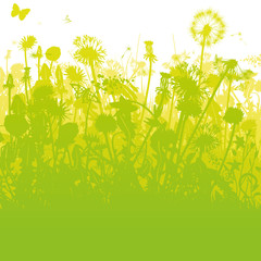 Löwenzahn in einem überwucherten Garten 