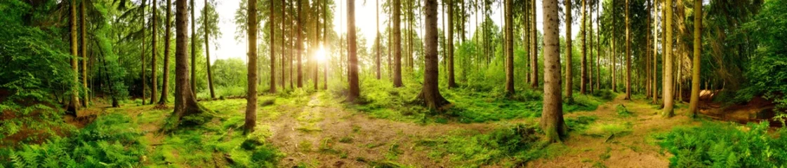 Fototapeten Wald Panorama mit heller Sonne, die durch die Bäume scheint © Günter Albers