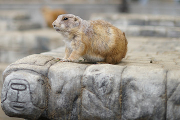 A Black-tailed prairie dog standing on a rock