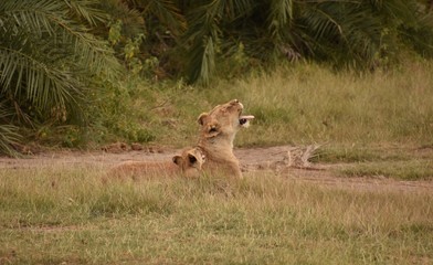 Lion and Lion Cub Yawning Together, Amboseli, Kenya
