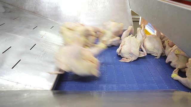 Chickens fall on the track for distribution between workers and boning. Chicken boning and separation of chickens into parts.