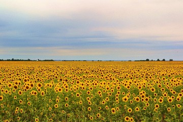 sunflower field on a cloudy day