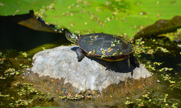 The northern map turtle (Graptemys geographica), or common map turtle is an aquatic turtle in the family Emydidae. It is endemic to North America. This turtle is kept as a pet.