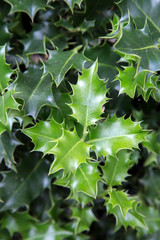 Holly Leaf Background