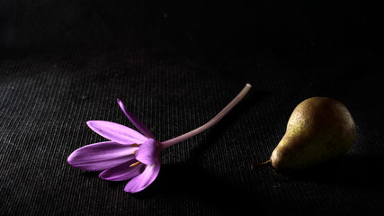 lonely crocus and pear lie on a dark table