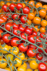 Orange, Red and Yellow Cherry Tomatoes