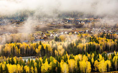 Xinjiang Hemu birch forest autumn scenery