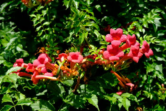 Campsis radicans. Rooted Campsis (lat. Campsis radicans [2], razg. Tykoma, Tekoma) is a perennial woody vine of the Bignonia family with aerial roots on the stems.