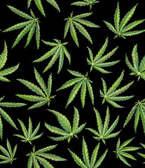 Cannabis Hand-drawn Leaves Seamless Pattern