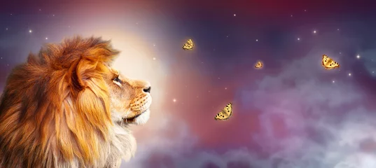 Foto op Plexiglas Afrikaanse leeuw en nacht savanne in Afrika. Maanlichtlandschap met vliegende vlinders, koning der dieren. Trotse dromende fantasieleeuw in savanne die op sterren kijkt. Majestueuze dramatische sterrenhemelbanner. © julia_arda