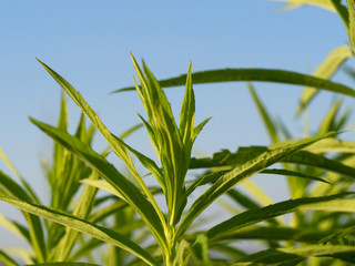 Fresh green leaves on the sunset against blue sky. Fresh leaf background