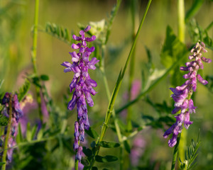 Obraz premium Close up of one purple Hedysarum alpinum ( sulla coronaria) on the sunset