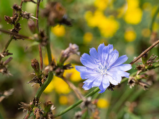 Common chicory blue flower blossom, macro. Wild herbal plant closeup