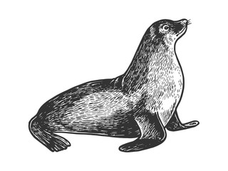 Sea lion seal animal sketch engraving vector illustration. Scratch board style imitation. Black and white hand drawn image.
