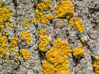 Bark of old tree covered with moss and lichens, parmelia and xanthoria parietina on the bark of a tree, macro. Wooden texture and background