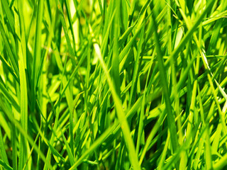 Close up shot of fresh juicy green grass in sunlight, natural background, green grass stems