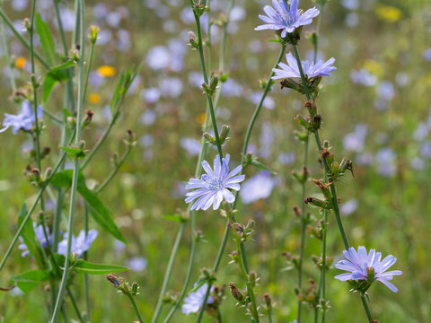 Common Chicory field. Cichorium intybus in blossom. Field of blue wild herbal plants