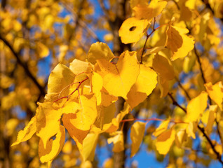 Yellow birch leaves during fall season in sunlight, macro