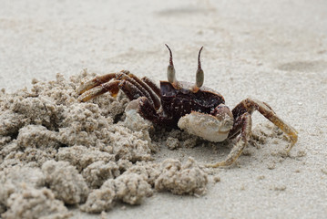 Crab on the beach