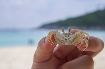 Fototapeta na wymiar catch a crab on the beach