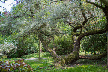 A very old narrow-leaved olive tree in a Polish botanical garden.