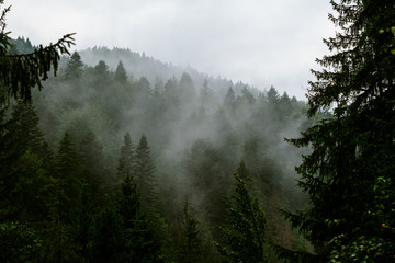 Coniferous forest in morning fog (mist), breathing mountains. Freshness and mystery.