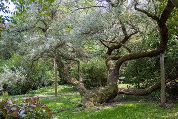 A very old narrow-leaved olive tree in a Polish botanical garden.