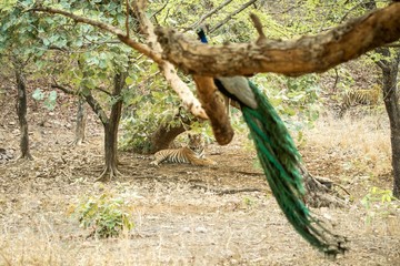 Wild Bengal Tiger (Panthera Tigris Tigris) having rest during hot day under tree in its natural habitat and observing peacock on branch.Ranthambore National Park, Rajasthan, India, endangered species © Ji
