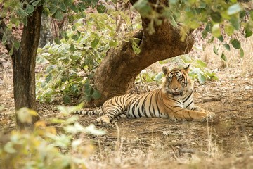 Naklejka na ściany i meble Wild Bengal Tiger (Panthera Tigris Tigris) having rest during hot day under tree in its natural habitat.Ranthambore National Park, Rajasthan, India, endangered species, exotic adventure with big cat