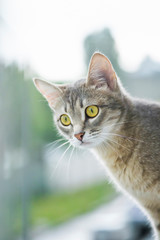 Portrait of a beautiful gray cat on a light background