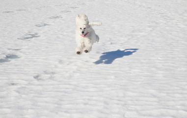 white poodle playing on a frozen lake
