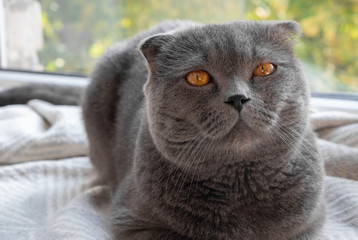 lop-eared Scottish cat