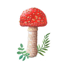  Poisonous toxic mushroom isolated on white background.