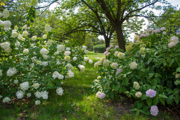 Landscape with flowering white hydrangea bushes, green grass and deciduous trees in the summer botanical garden.