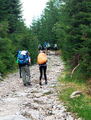 group of unrecognizable hikers on the mountain trail in the spruce forest