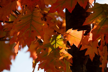 赤く色づいたアカナラの葉