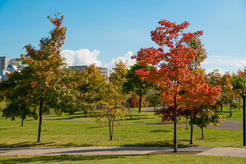 赤く色づいた公園の木