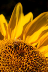 abeille butinant le tournesol