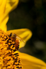 abeille butinant le tournesol