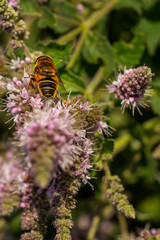 abeille butinant de la menthe des champs