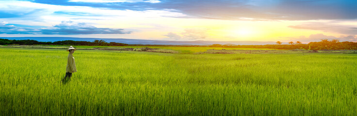 Fototapeta na wymiar Woman farmer stand looking green rice seedlings in a paddy field with beautiful sky and cloud
