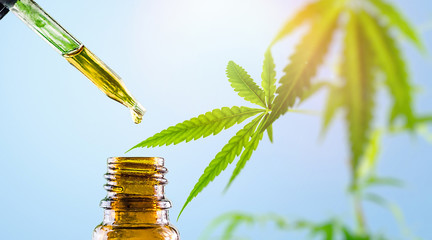 Cannabis CBD oil in eyedropper and bottle against Cannabis Plant