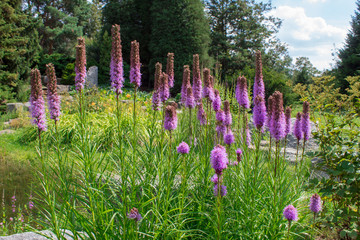 Liatris spicata, the dense blazing star or prairie gay feather, is an herbaceous perennial flowering plant in the sunflower and daisy family Asteraceae.