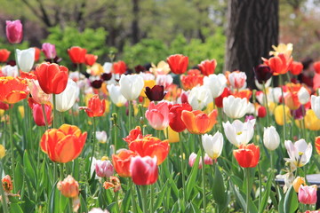 field of colorful tulips with green tree on a background