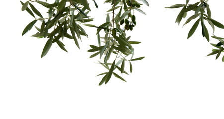 Olivenzweige mit Oliven, isoliert und freigestellt vor hellen Hintergrund