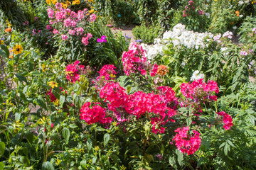 Fototapeta na wymiar Summer wildflowers and decorative flowers in botanical garden.