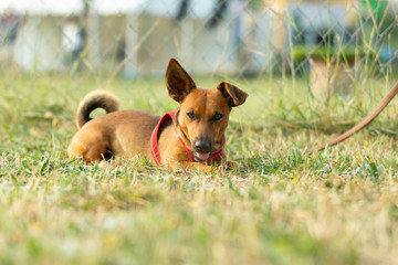 Small mixed breed dog on a green meadow. Age almost 2 years. Dog school, veterinarian and pet concept.